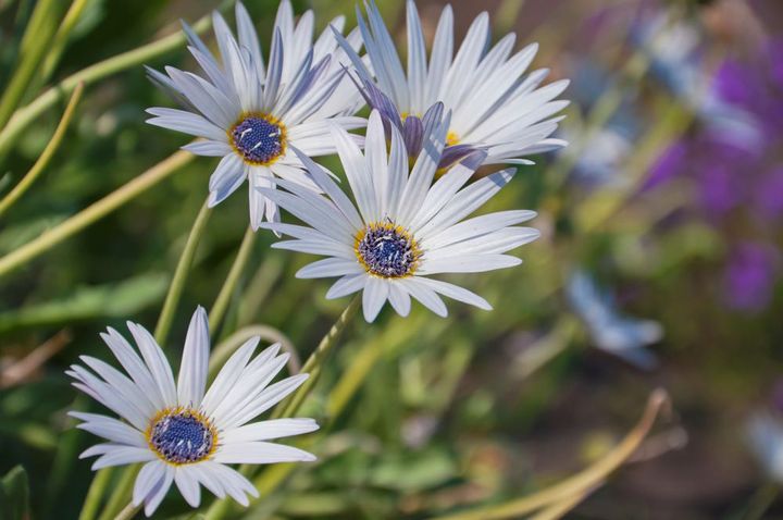 アークトチス・グランディス