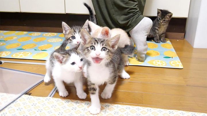 子猫のニャーニャー隊
