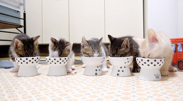 ご飯を食べる子猫達
