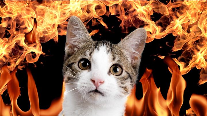 熱いシュレーディンガーの猫を作ることに成功