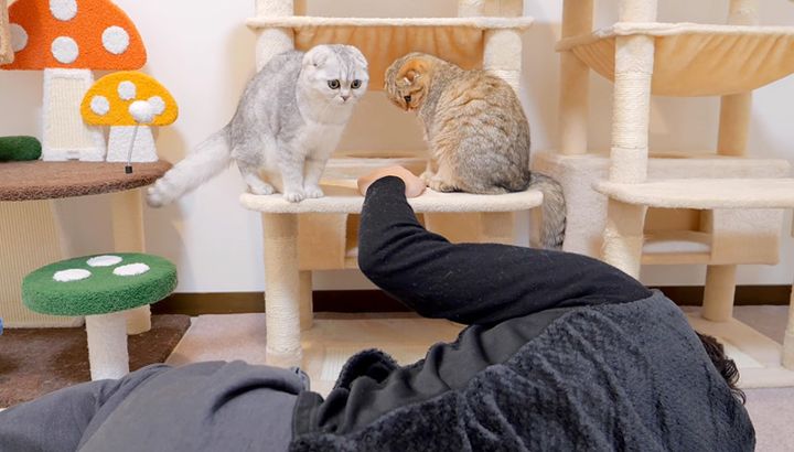 飼い主さんを心配する猫達