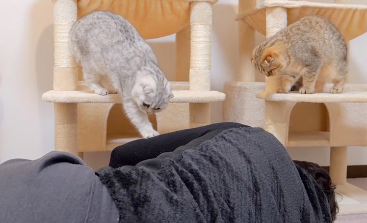 飼い主さんを心配する猫達