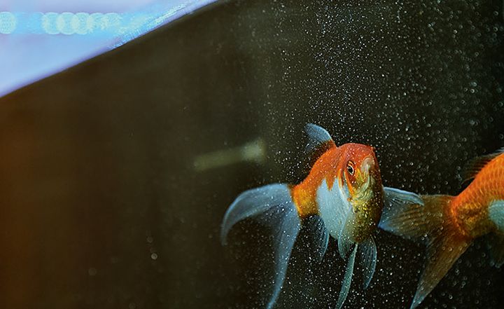 地球をイメージした透明な球体「いのちの湧水（いずみ）」には水耕栽培による植物や、金魚をはじめとした生物が展示される。