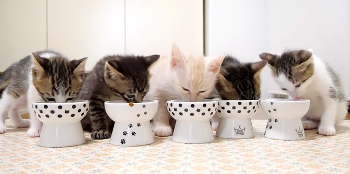 ご飯を食べる子猫達