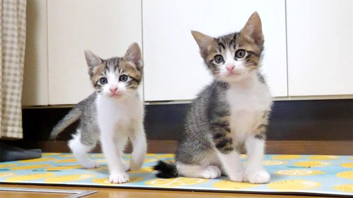 ご飯を待つ子猫達