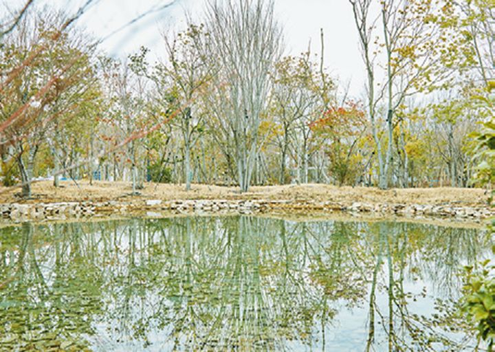 大屋根リングの中心に鎮座。直径20mの池を囲む約1500本の樹木は、吹田市の万博記念公園などから運ばれたもの。森の中央に行くと周辺の建物が見えなくなり、会場にいることを忘れるほど静かで落ち着く。