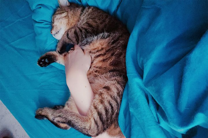 人間の腕に体を挟んで寝るのが好きなもよう