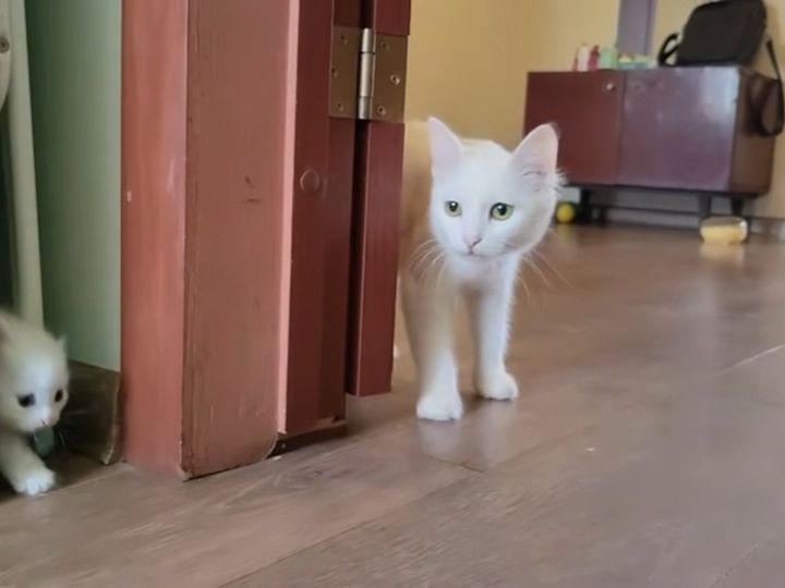 母猫が呼びかけると…？