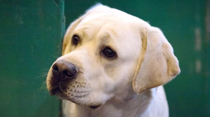 「なんて優しい子なの」日本代表の古巣チーム、ご主人と一緒にサッカー観戦するワンコがかわいいと話題