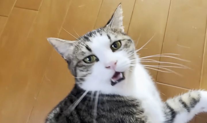 お父さんと会話する猫