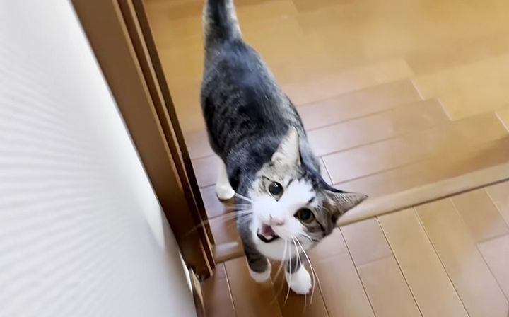 お父さんと会話する猫
