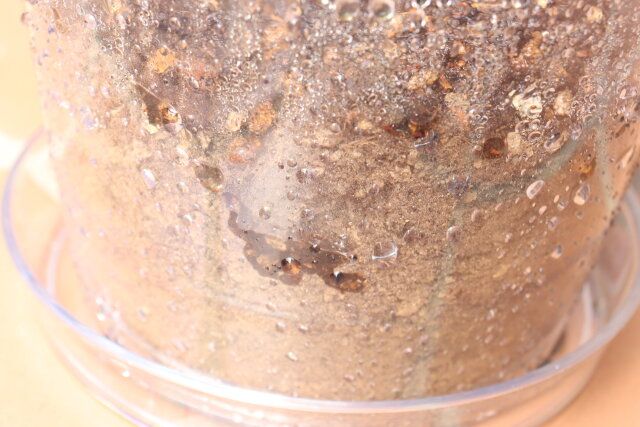 ダイソーの目視しやすいクリア植木鉢（円形、5号、15cm）とクリア植木鉢皿（円形、5号、15cm）