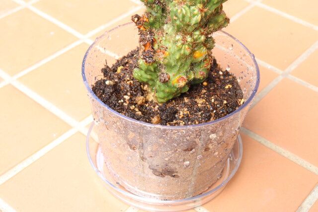 ダイソーのスタイリッシュなクリア植木鉢（円形、5号、15cm）とクリア植木鉢皿（円形、5号、15cm）