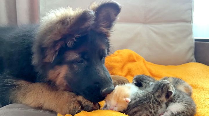 子猫達が気になる犬