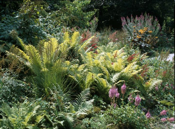 ワイルドガーデン