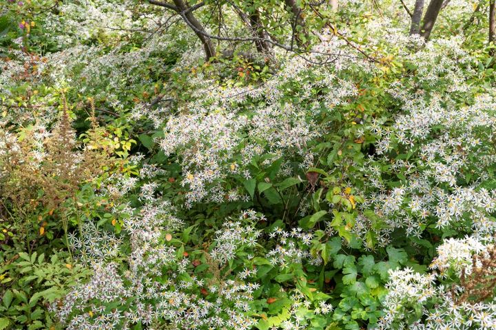 ワイルドガーデン