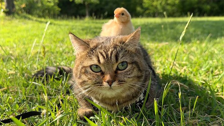 子猫の乗るヒヨコ