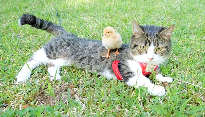 猫の乗るヒヨコ