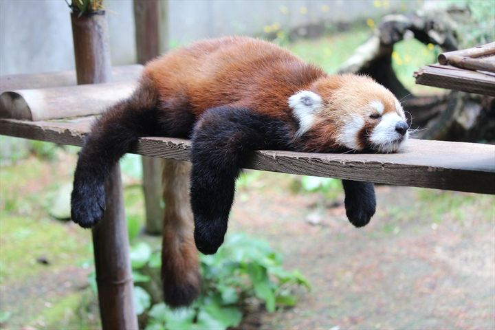 「かわいい動物」に選ばれた子たちは…？