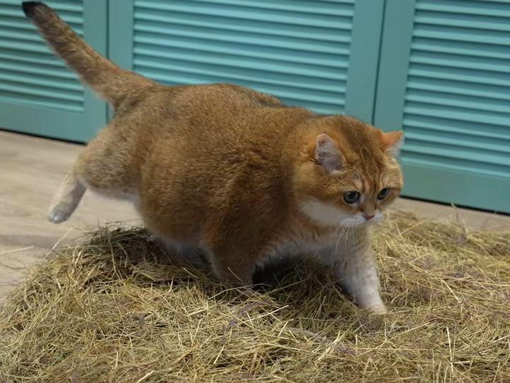 そ〜っと干し草へ…