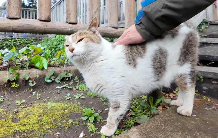 ナデナデされる猫