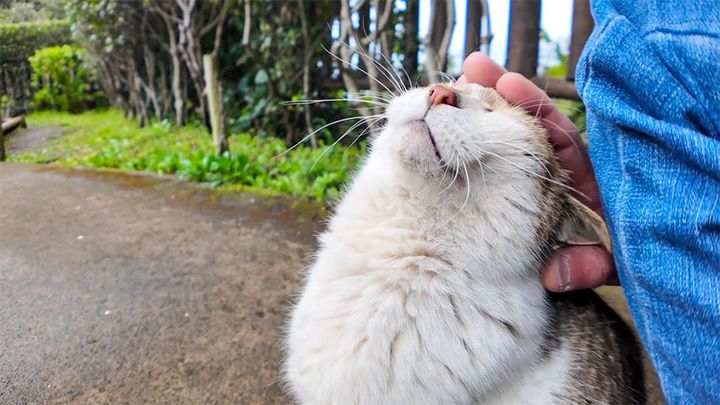 幸せそうにナデナデされる猫