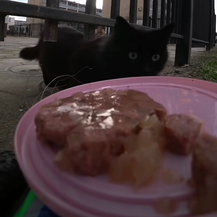 屋外にいながらごはんが届く猫、驚きパクつく猫バーイーツ