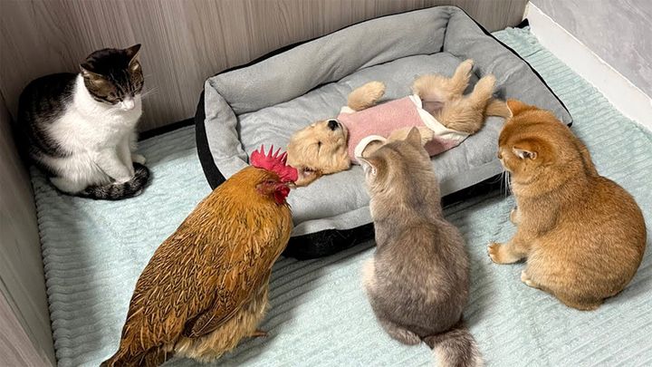 子犬を心配するニワトリと猫達