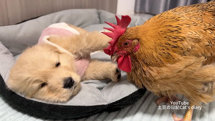 子犬を心配するニワトリ