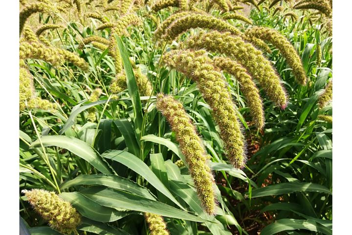 ▲高温や乾燥に強く、縄文時代から栽培されてきた雑穀「あわ」。