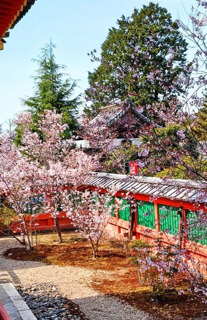 本堂から霊殿へ向かう回廊から見られる桜