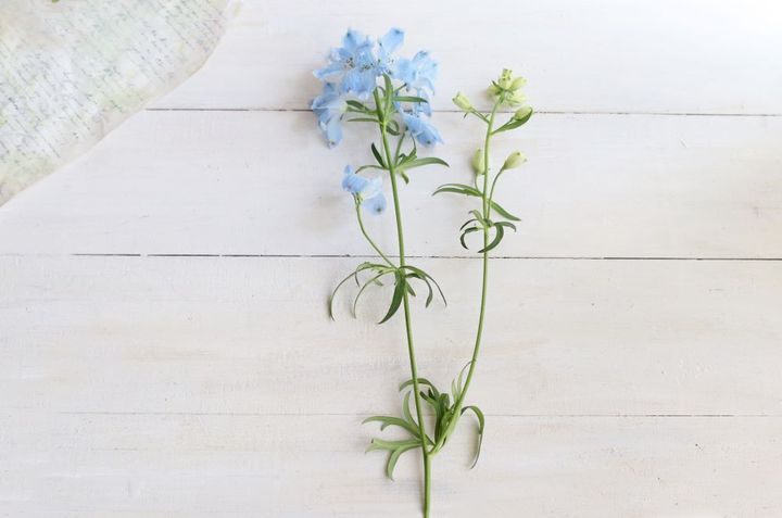 デルフィニウム