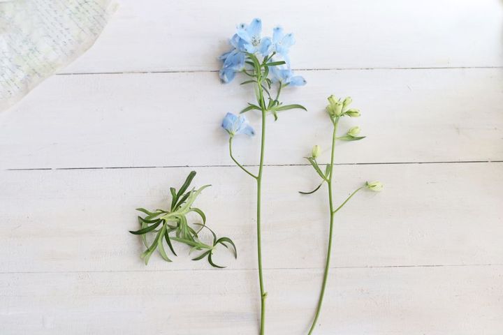 デルフィニウム