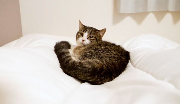 ベッドでくつろぐパパ猫