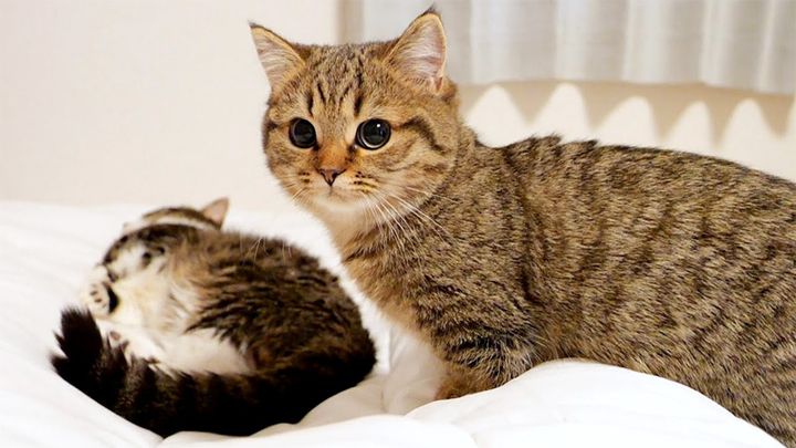 パパ猫を叩き起こす娘猫