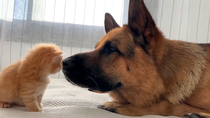 犬と仲良しな子猫