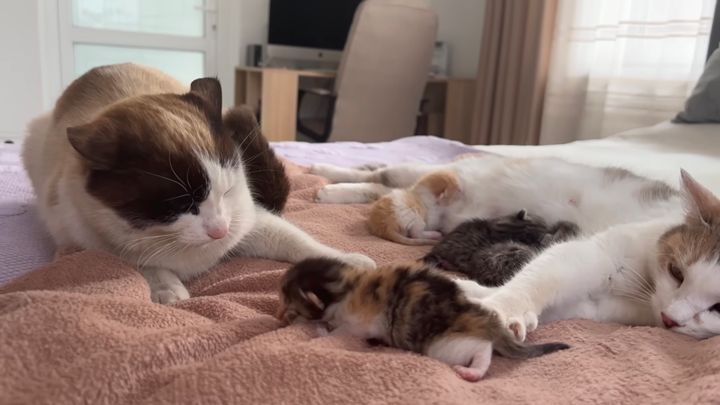 父ちゃんの無力さ身に沁みる猫、赤子と母とにそっと寄り添う