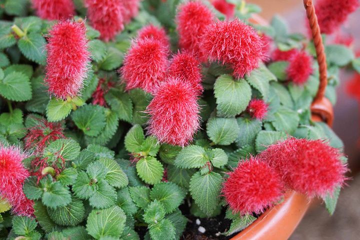 キャッツテール