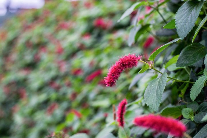 キャッツテール