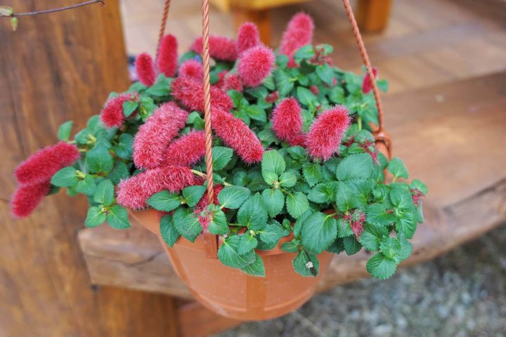 キャッツテール