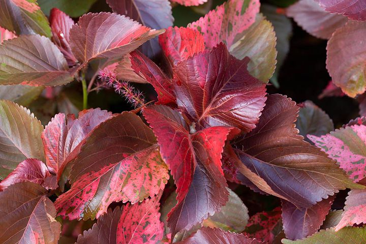 アカリファ・ウィルクシアナ 