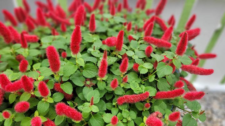 キャッツテール