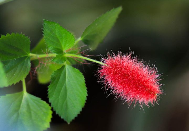 キャッツテール