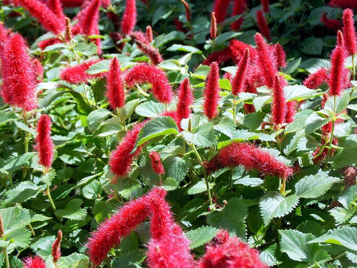 キャッツテール