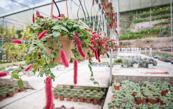 キャッツテール