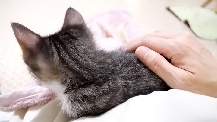 膝の上で撫でられる子猫