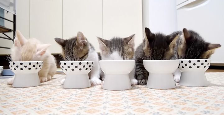 ご飯を食べる子猫達