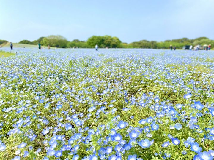 福岡土産はこれ！創業明治39年の博多の民藝お菓子「二○加煎餅」【旅するデザイナーがおすすめするお土産たち！】