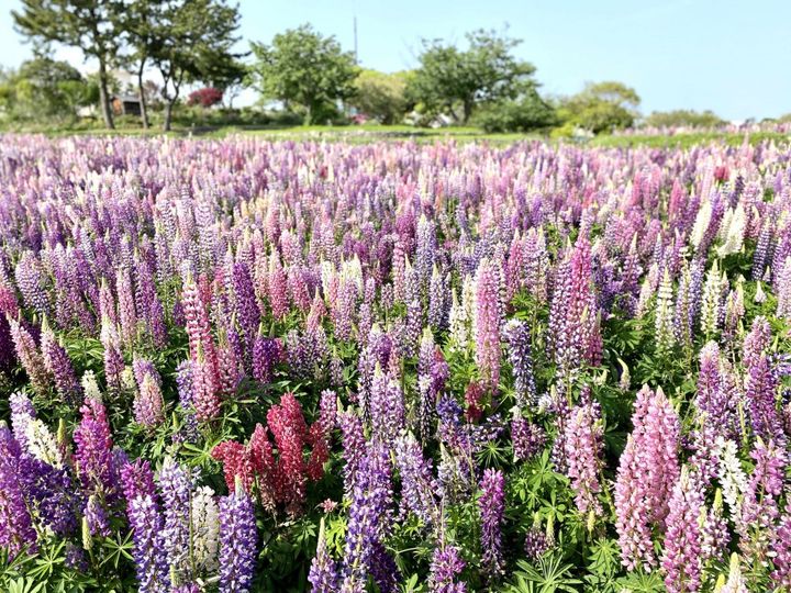 福岡土産はこれ！創業明治39年の博多の民藝お菓子「二○加煎餅」【旅するデザイナーがおすすめするお土産たち！】