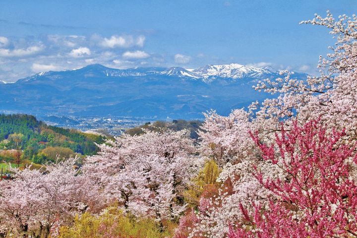桜、レンギョウ、ハナモモなどの花が咲き誇る3月下旬～4月中旬が見頃